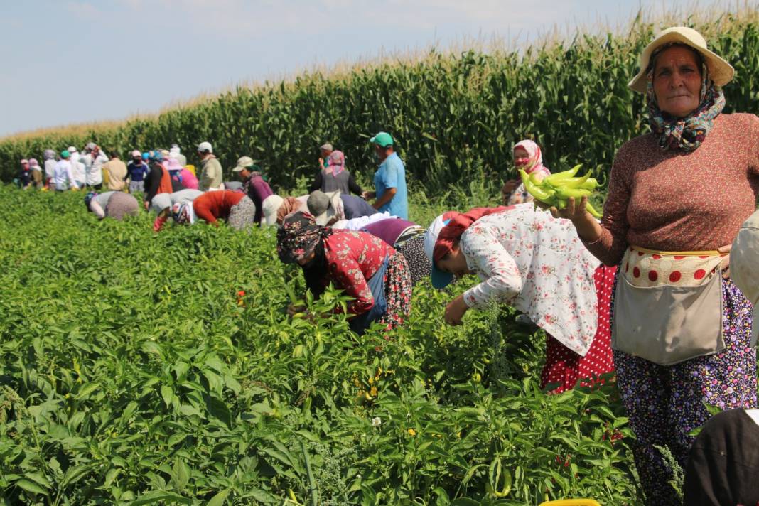 Arpa, nohut, şeker üretimiyle ünlü ilçede bu yıl ilk defa ekildi: Hasadı yüz güldürdü 4